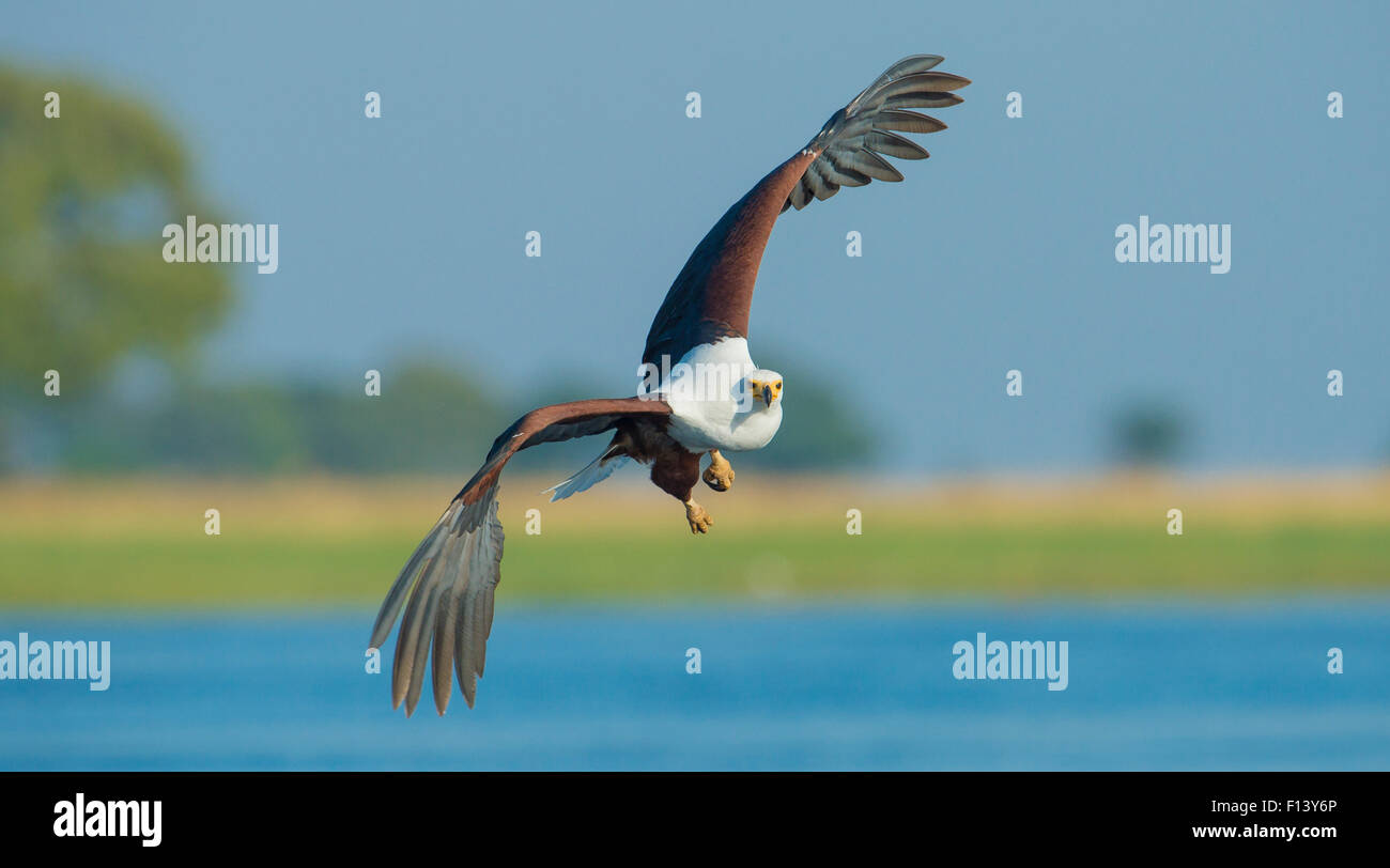 African fish eagle (Haliaeetus vocifer) in flight, Chobe National Park ...