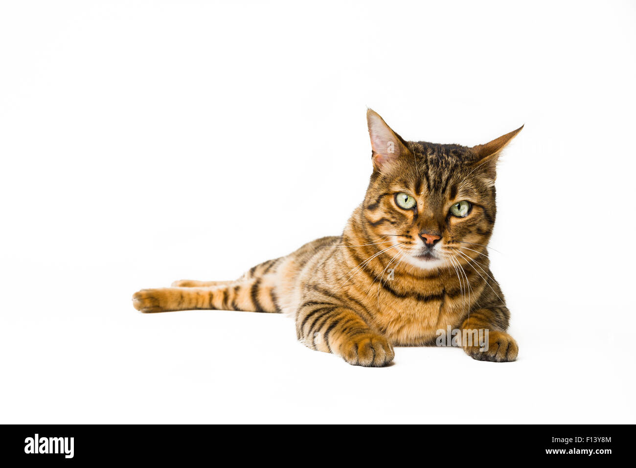 Beautiful cat isolated on white sitting and looking at camera. Stock Photo