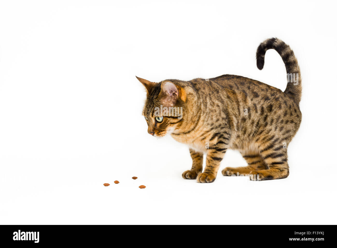 Cat looking at food. Isolated on white background. Stock Photo