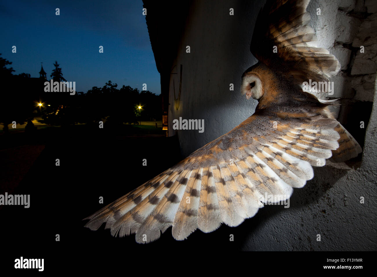 Barn owl (Tyto alba) taking off from window,wings spread,  Black Forest, Baden-Wurttemberg, Germany. Taken with remote camera. Stock Photo