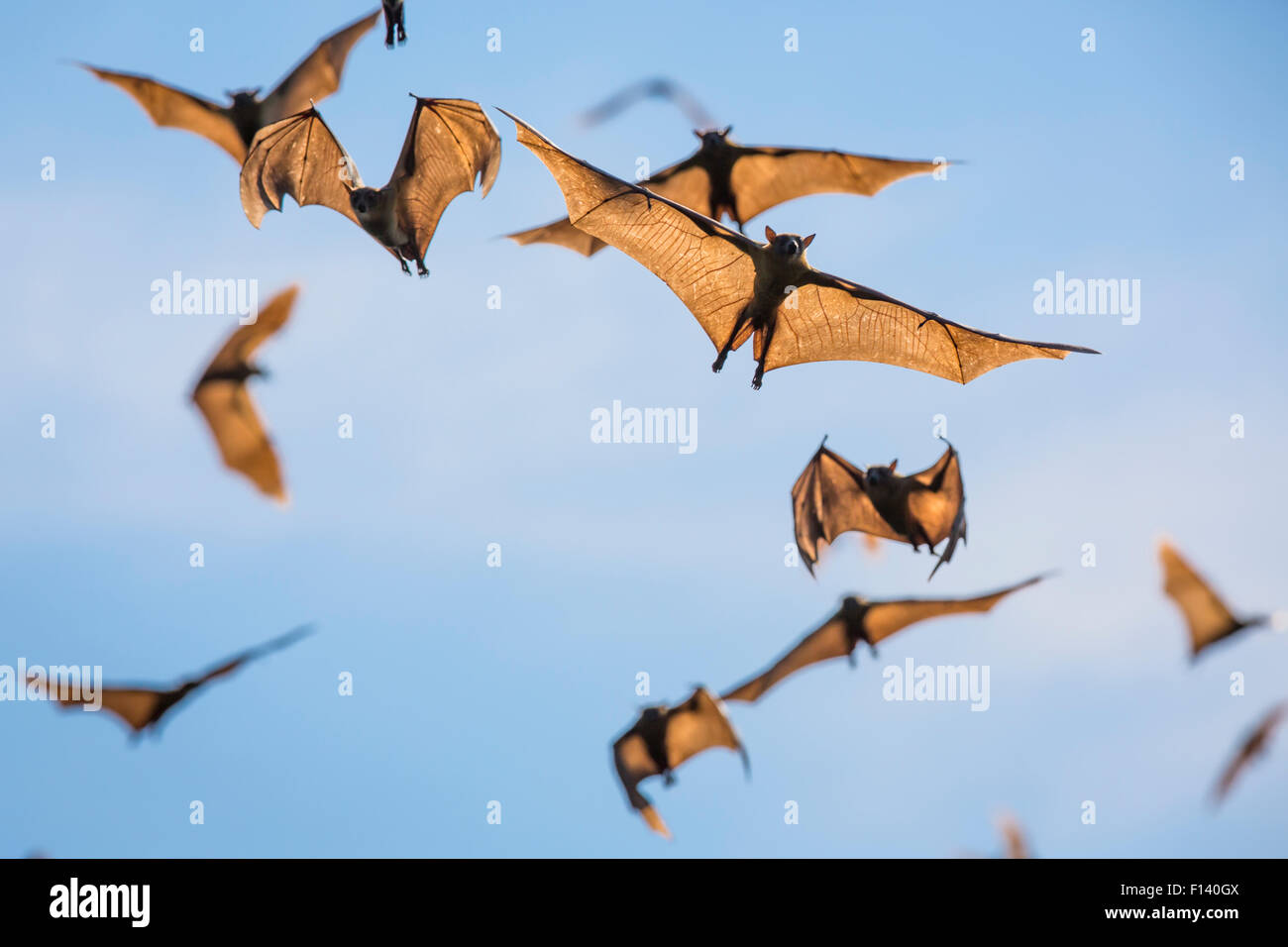 Mass of Straw-coloured fruit bat (Eidolon helvum) in flight, Kasanka National Park, Zambia. Stock Photo