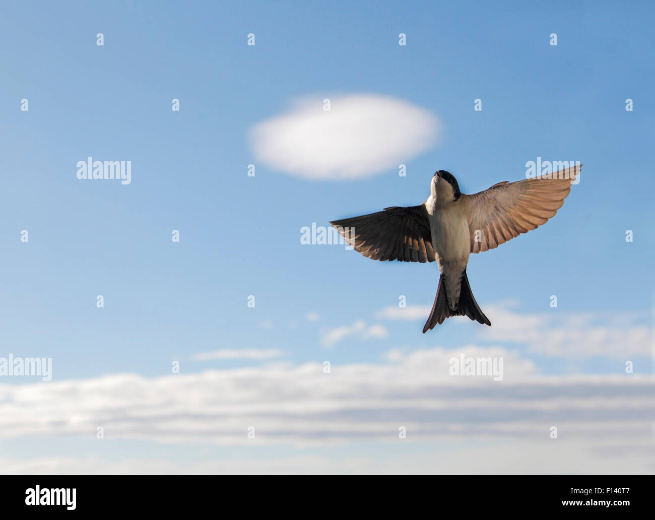 House martin (Delichon urbica) flying upwards, with clouds, Buskerud, Norway, July. Stock Photo