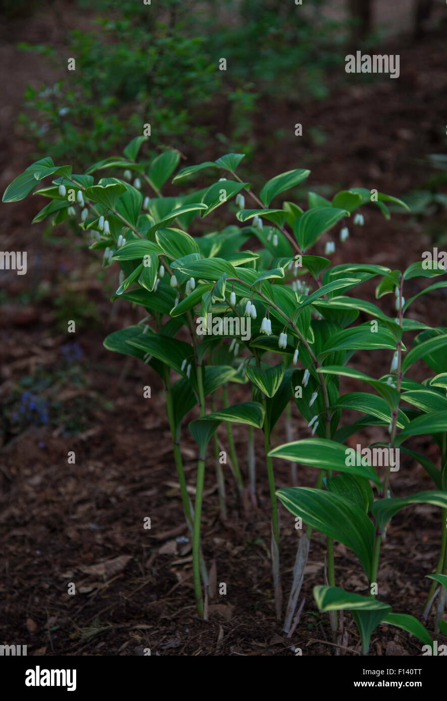 Polygonatum multiflorum , Solomons Seal Stock Photo