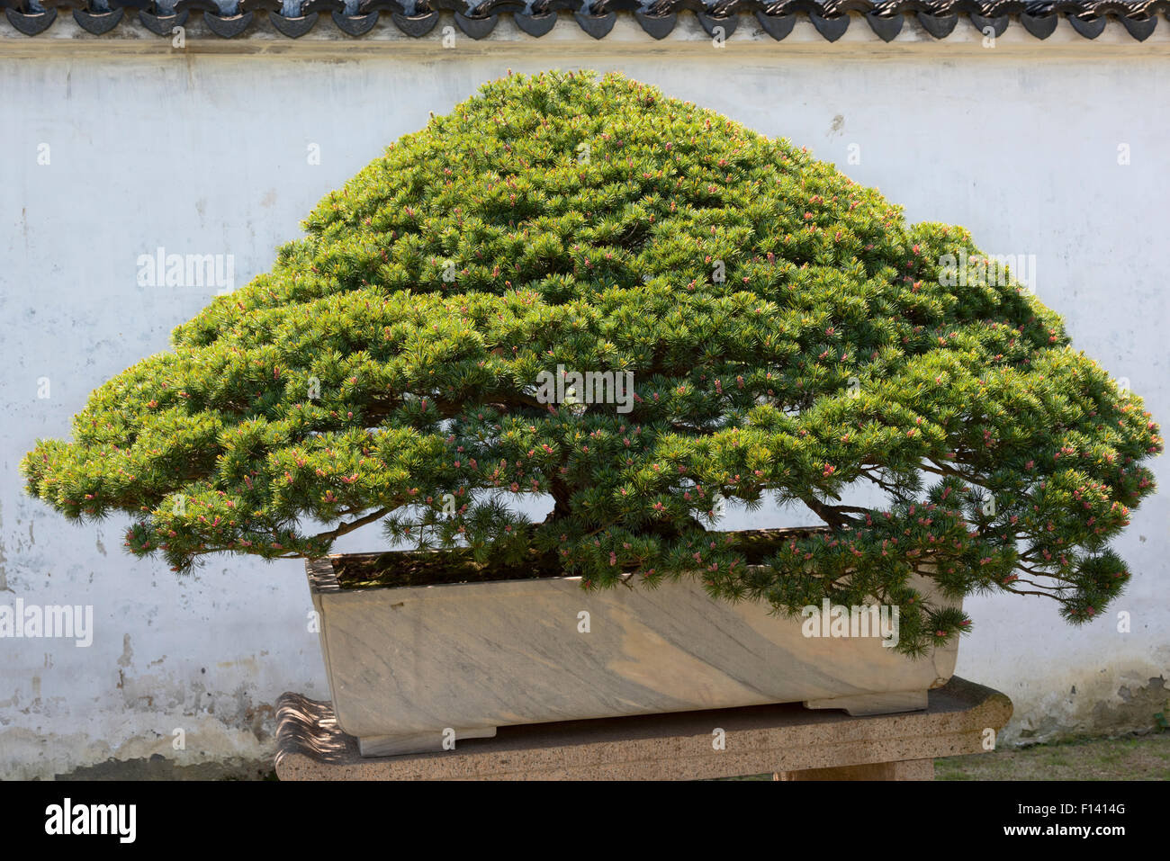Bonsai Stock Photo Alamy