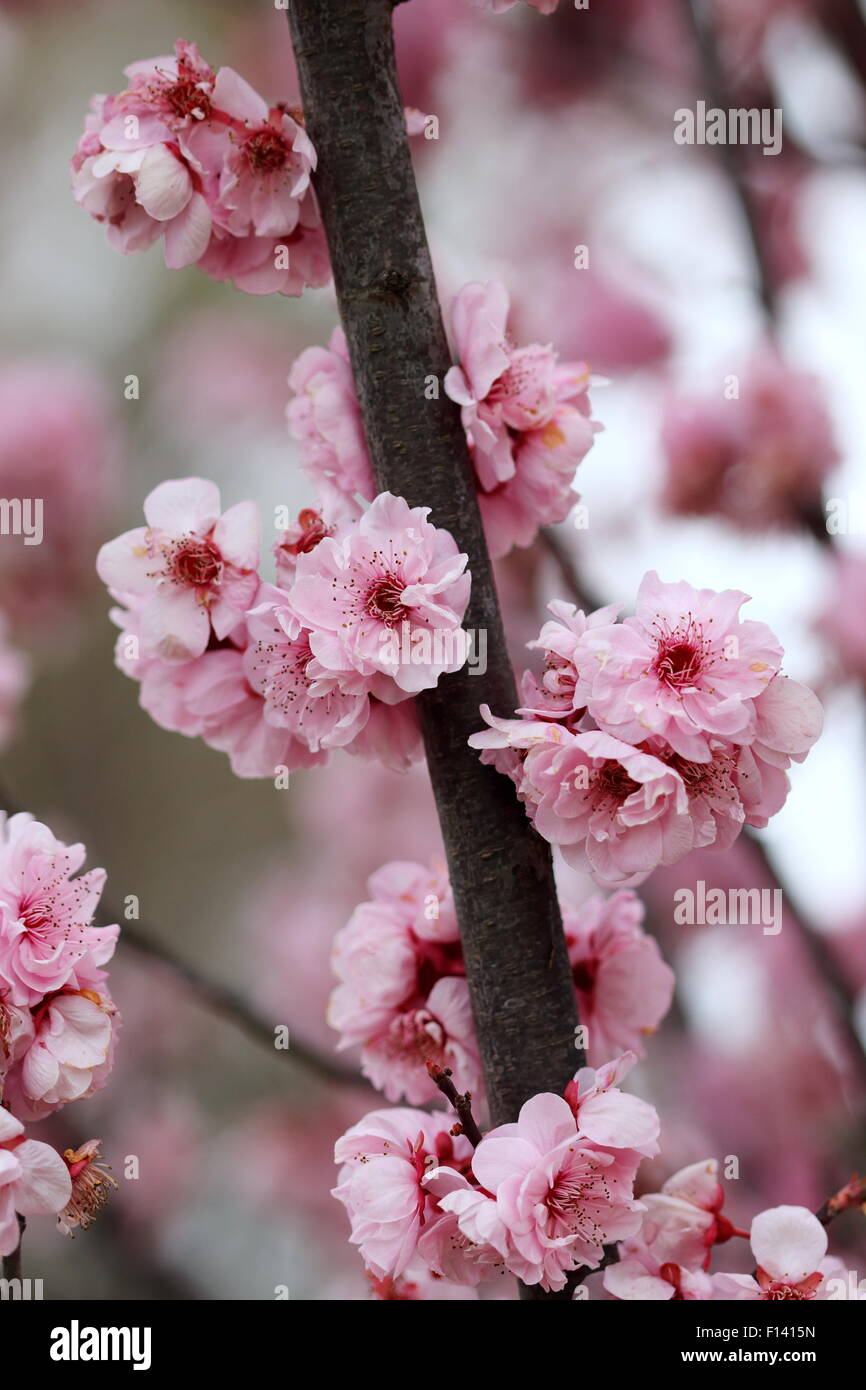 Cherry blossoms in full bloom Stock Photo - Alamy
