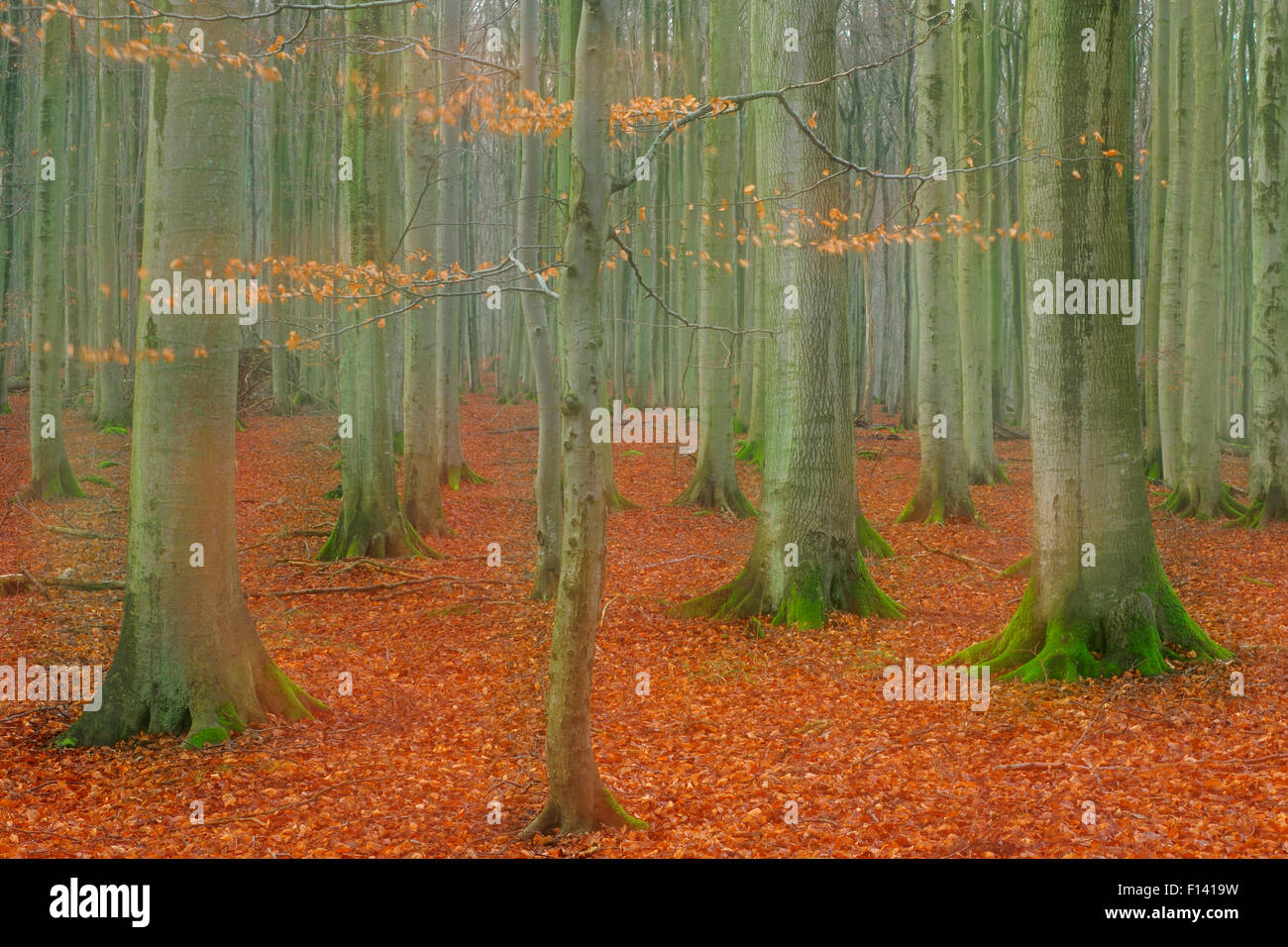 European beech (Fagus sylvatica) forest in winter, Jasmund National