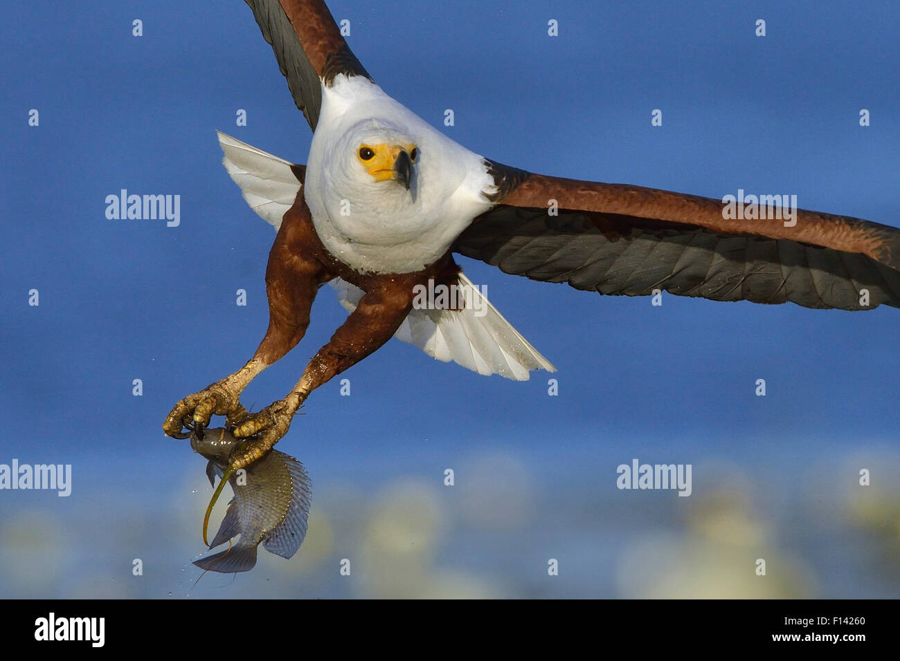 African fish eagle (Haliaeetus vocifer) in flight carrying Bream, Chobe ...