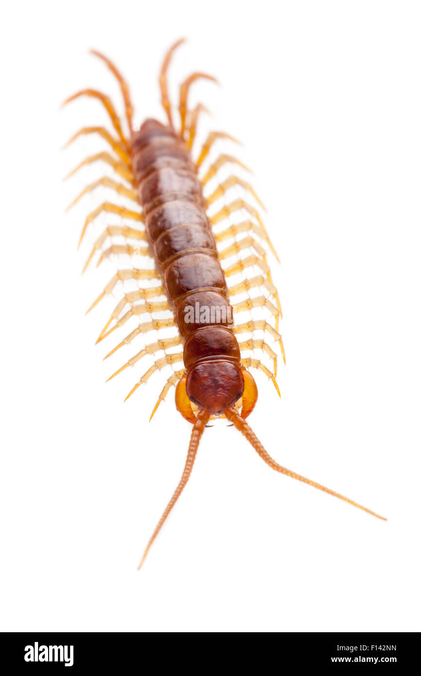 Brown Centipede (Lithobius forficatus) photographed on a white background in mobile field studio. Peak District National Park, Derbyshire, UK. October. Stock Photo