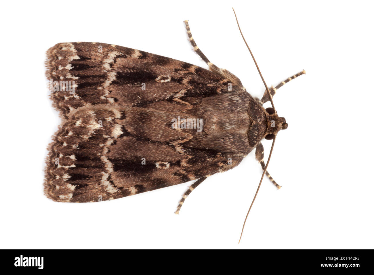 Copper Underwing (Amphipyra pyramidea), photographed in mobile field studio on a white background. Surrey, UK. August. Stock Photo