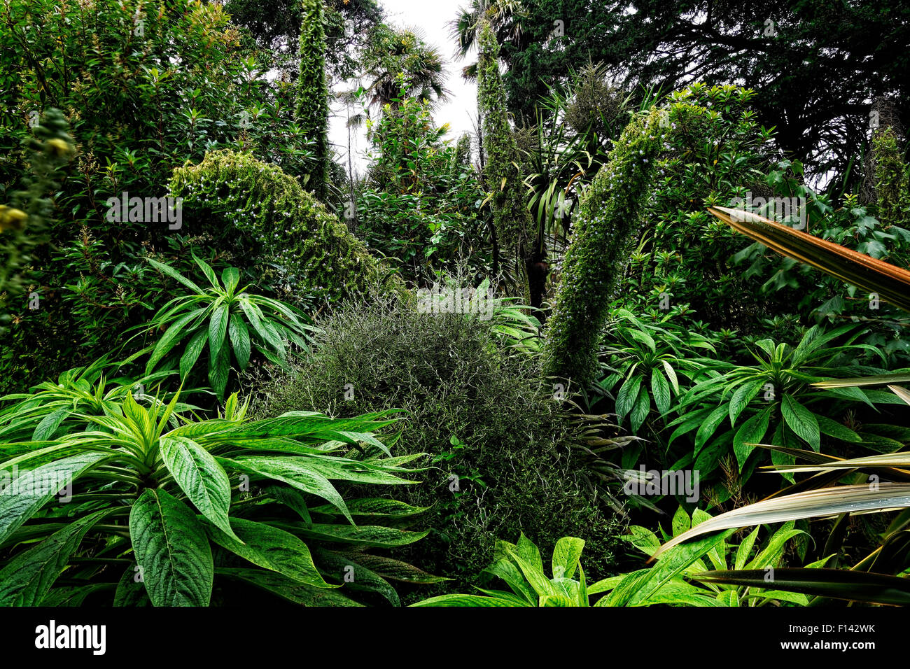 A multitude of tropical green plants adorn Ventnor Botanioc Gardens, Isle of Wight Stock Photo