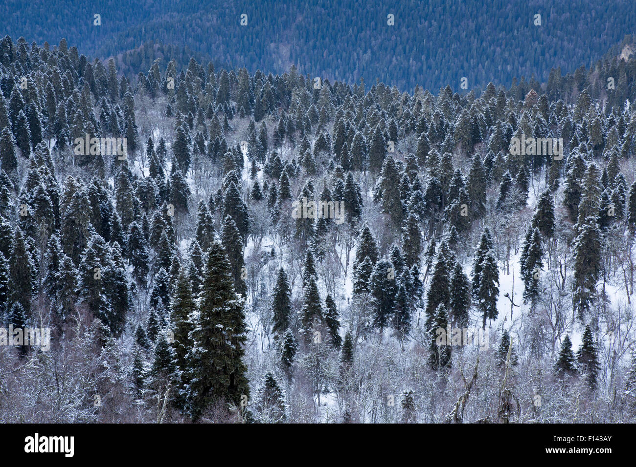 Mixed forest with Nordmann Fir (Abies nordmanniana), Scot's Pine (Pinus sylvestris), Caucasian spruce (Picea orientalis) and Caucasian birch (Betula medwediewii), Kavkazsky Zapovednik, west Caucasus Mountains, Adygea, Russia, March. Stock Photo