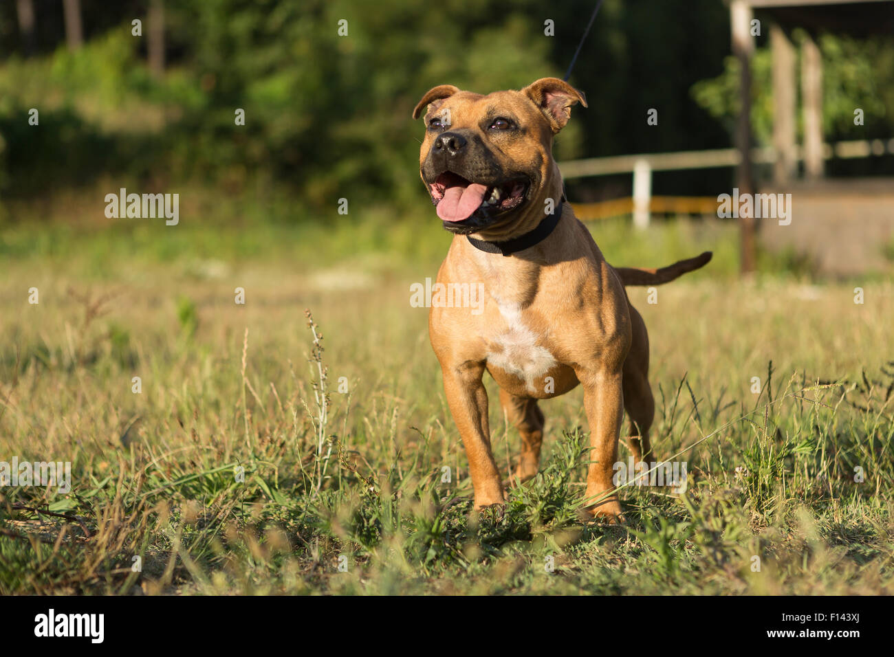 Beautiful staffordshire bull terrier posing in a park at the sunset Stock Photo