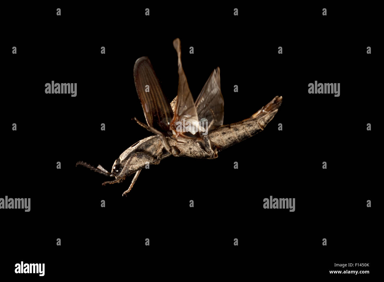 Insects of the Texas Lost Pines