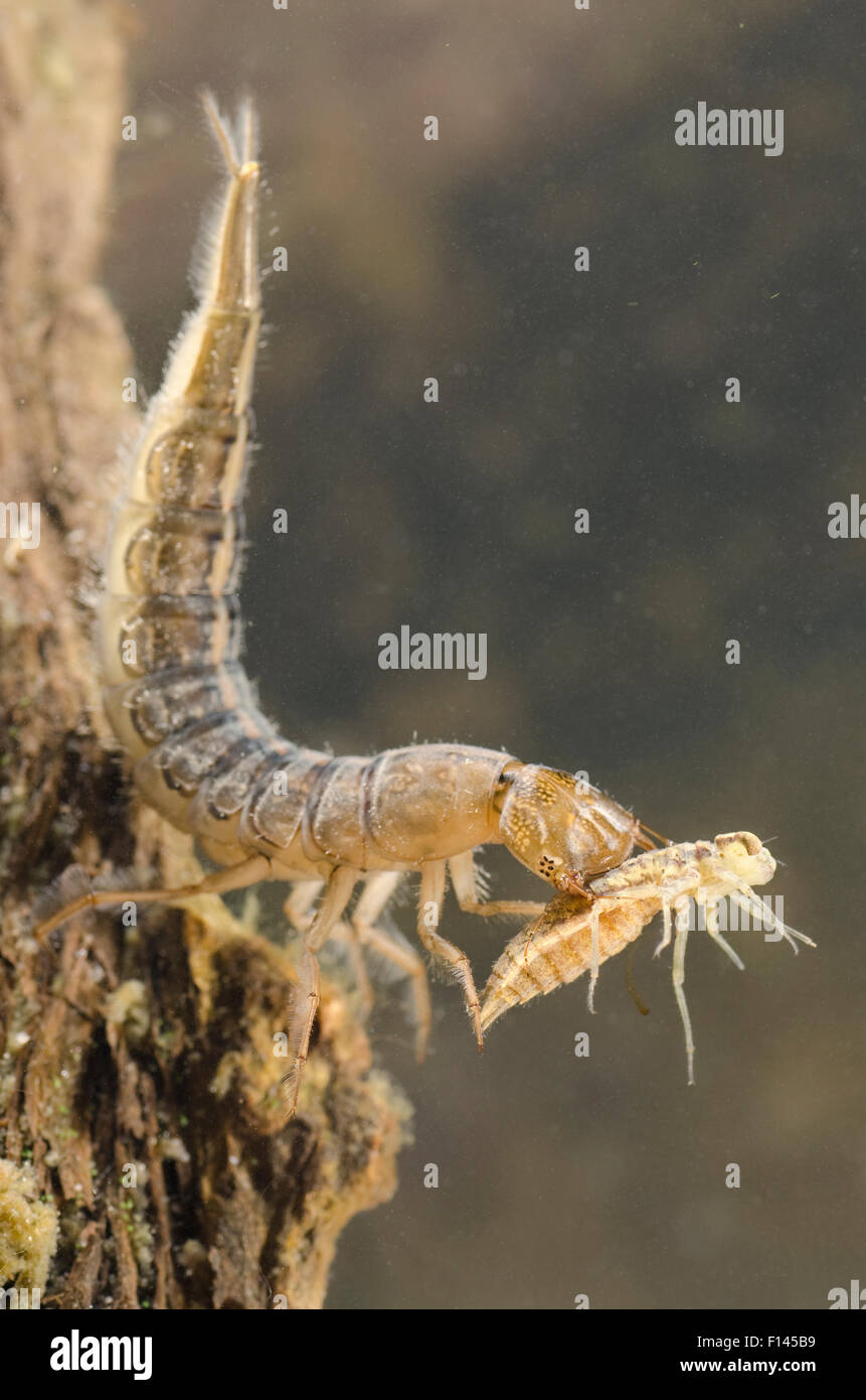 Great diving beetle larva (Dytiscus marginalis) with dragonfly nymph prey, Europe, June, controlled conditions Stock Photo