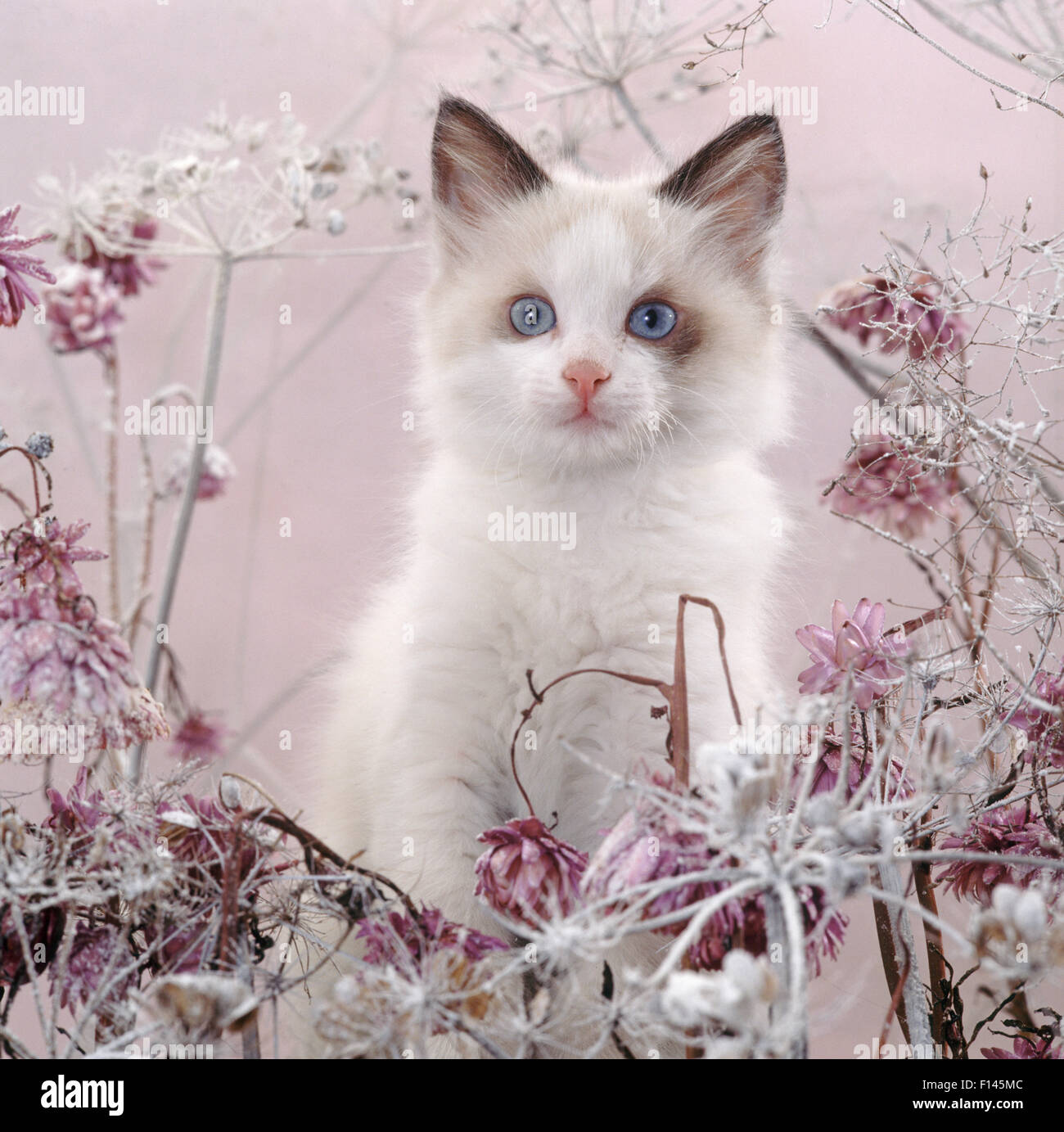Blueeyed bicolour ragdollcross kitten, Fergus, among frosty