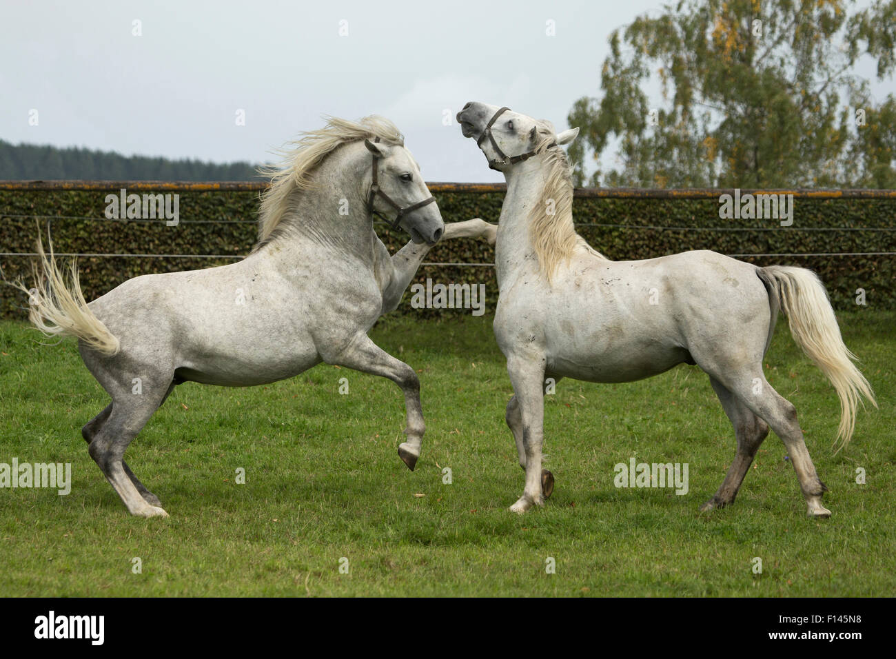Two Lipizzaner colts play fighting, Piber Federal Stud, Maria Lankowitz, Koflach, Styria, Austria, September. Editorial use only. Stock Photo