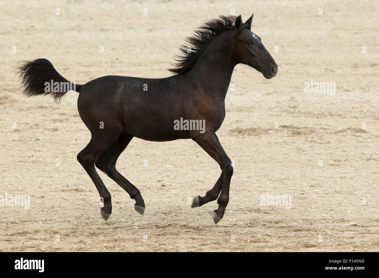 Lipizzaner filly running during the annual Autumn Parade, Piber Federal Stud, Maria Lankowitz, Koflach, Styria, Austria, September 2013. Editorial use only. Stock Photo