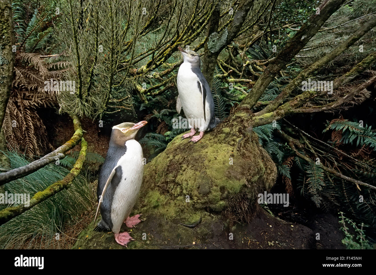 Yellow-eyed Penguin (Megadyptes antipodes) with chick, nesting in dense