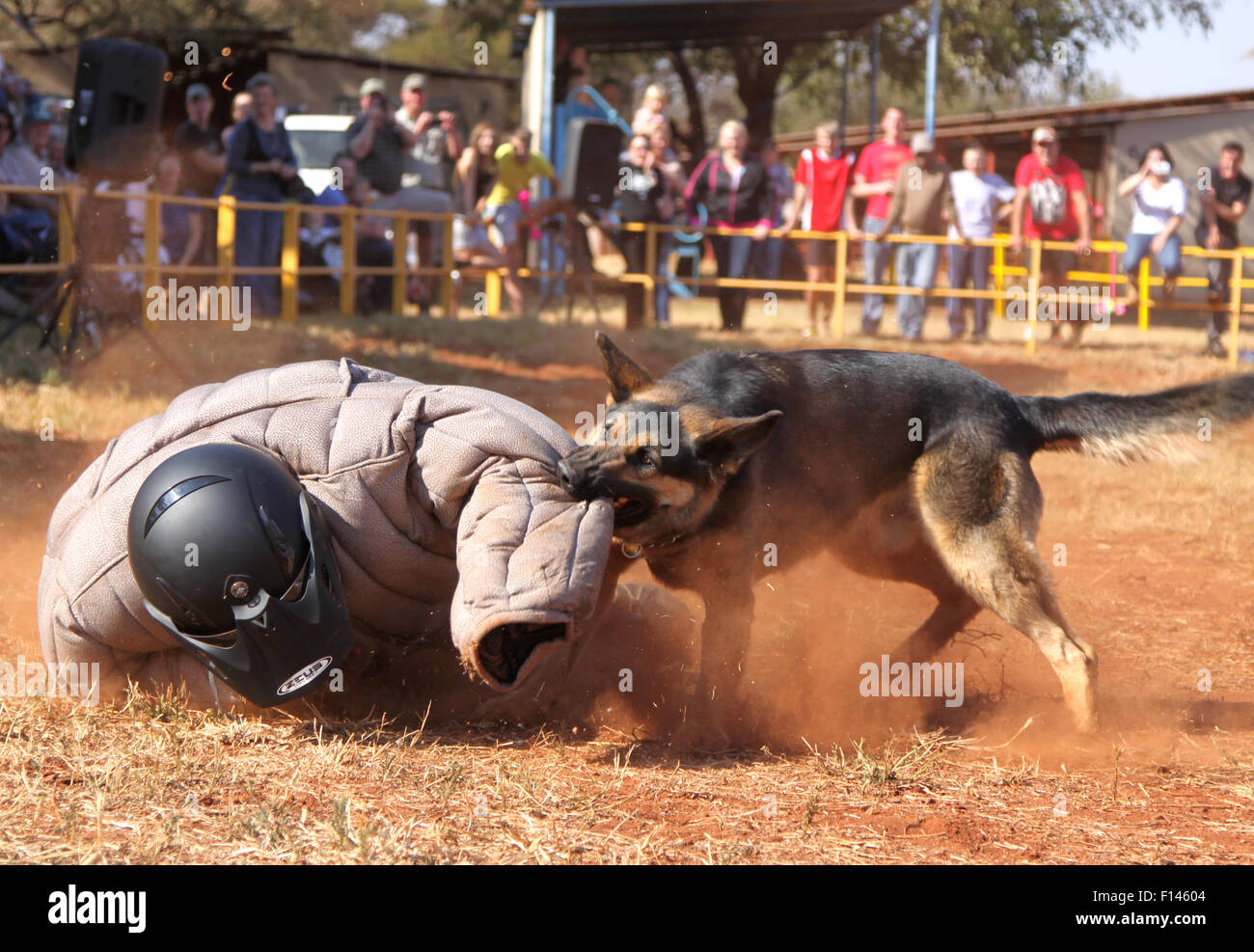 Police dog "south africa" hires stock photography and images Alamy