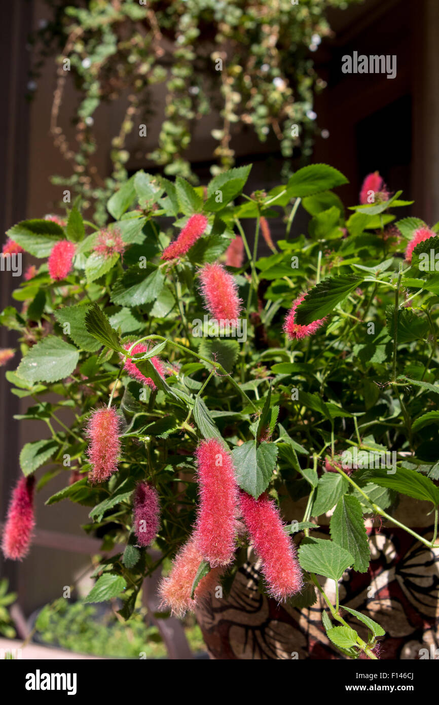 Chenille Plant, red-hot cat's tail , Acalypha pendula growing in a container in Southern California. Stock Photo