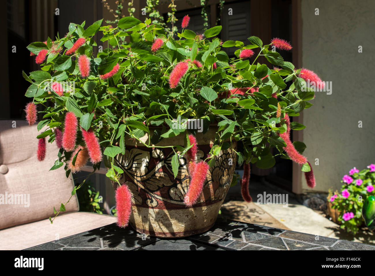 Chenille Plant, red-hot cat's tail , Acalypha pendula growing in a container in Southern California. Stock Photo