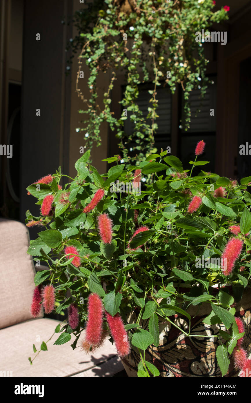 Chenille Plant, redhot cat's tail , Acalypha pendula growing in a