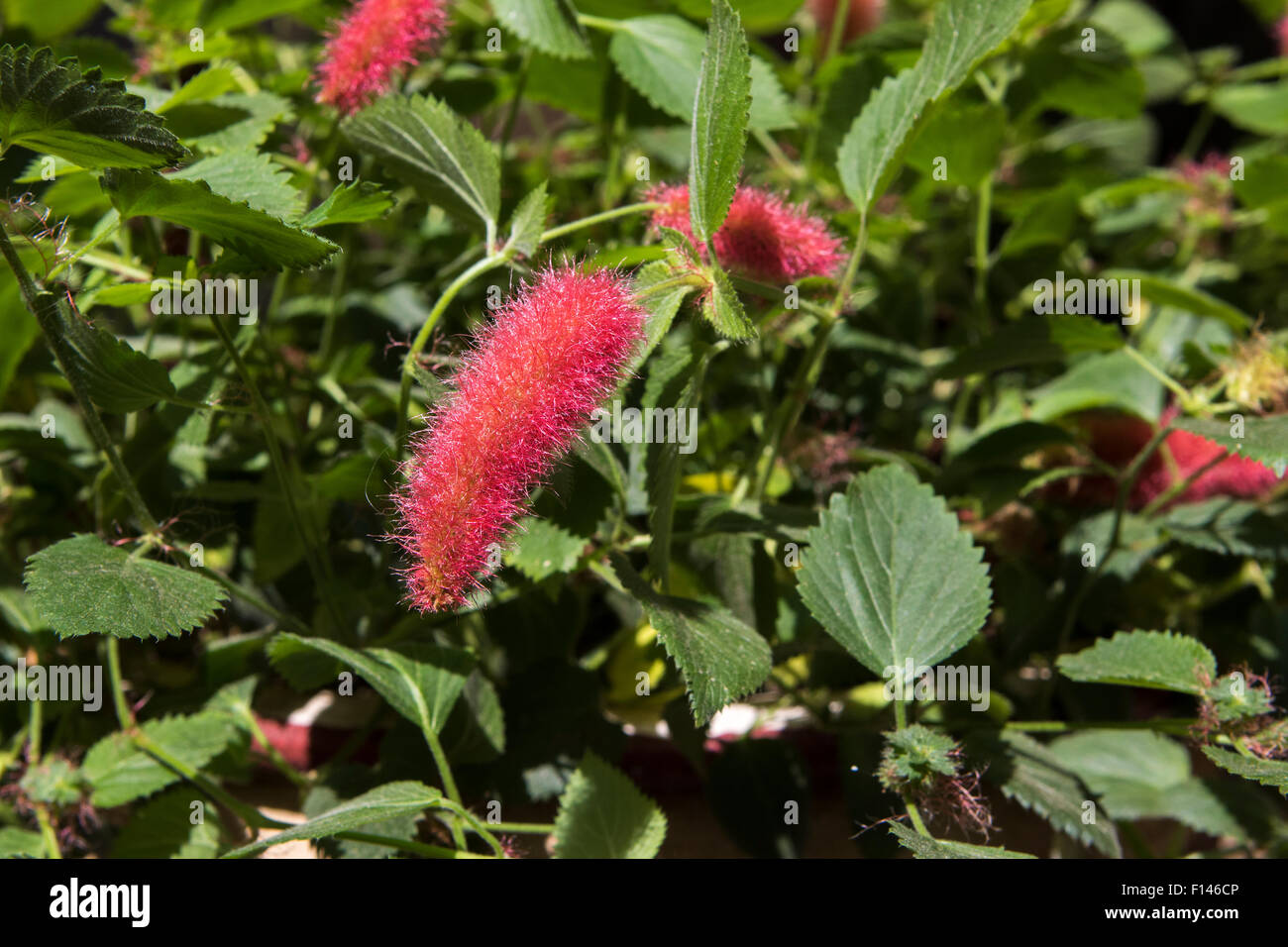 Chenille Plant, redhot cat's tail , ,Acalypha pendula Stock Photo Alamy