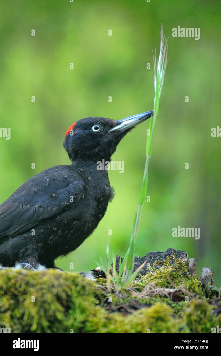 Black Woodpecker (Dryocopus martius) anting - allowing ants on its feathers for the formic acid they produce - which may help against parasites, France Stock Photo