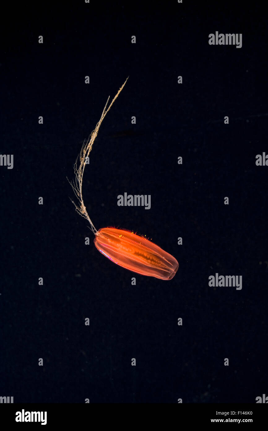Cydippid comb jelly hires stock photography and images Alamy
