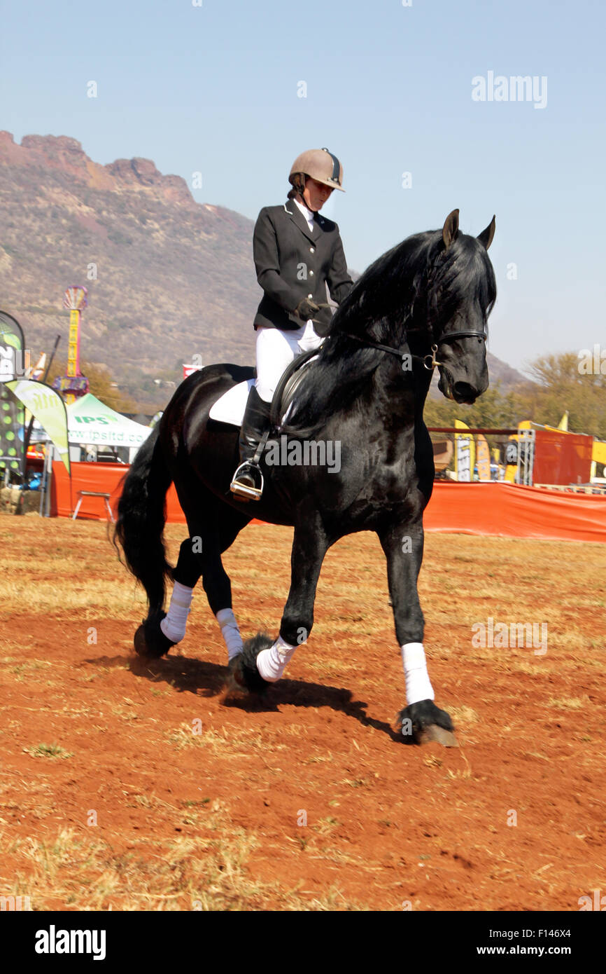 THABAZIMBI, SOUTH AFRICA August 1 Friesian horse show at Thabazimbi