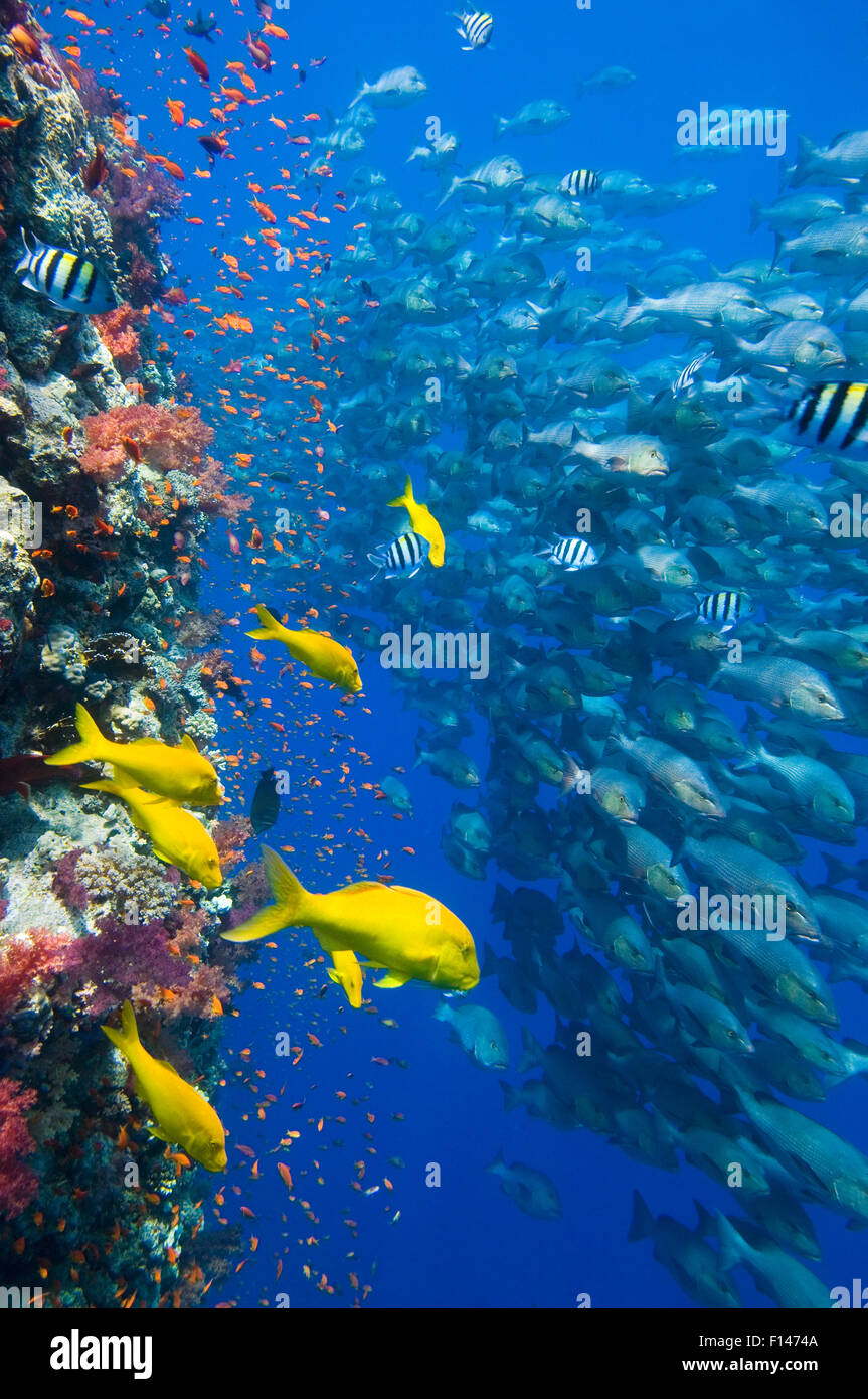 The vertical reef wall at Shark Reef, Ras Mohammed, with Scalefin anthias (Pseudanthias squamipinnis) and soft corals (Dendronephthya spp.) Yellowsaddle goatfish (Parupeneus cyclostomus) and school of Bohar snappers (Lutjanus bohar) in spawning aggregatio Stock Photo