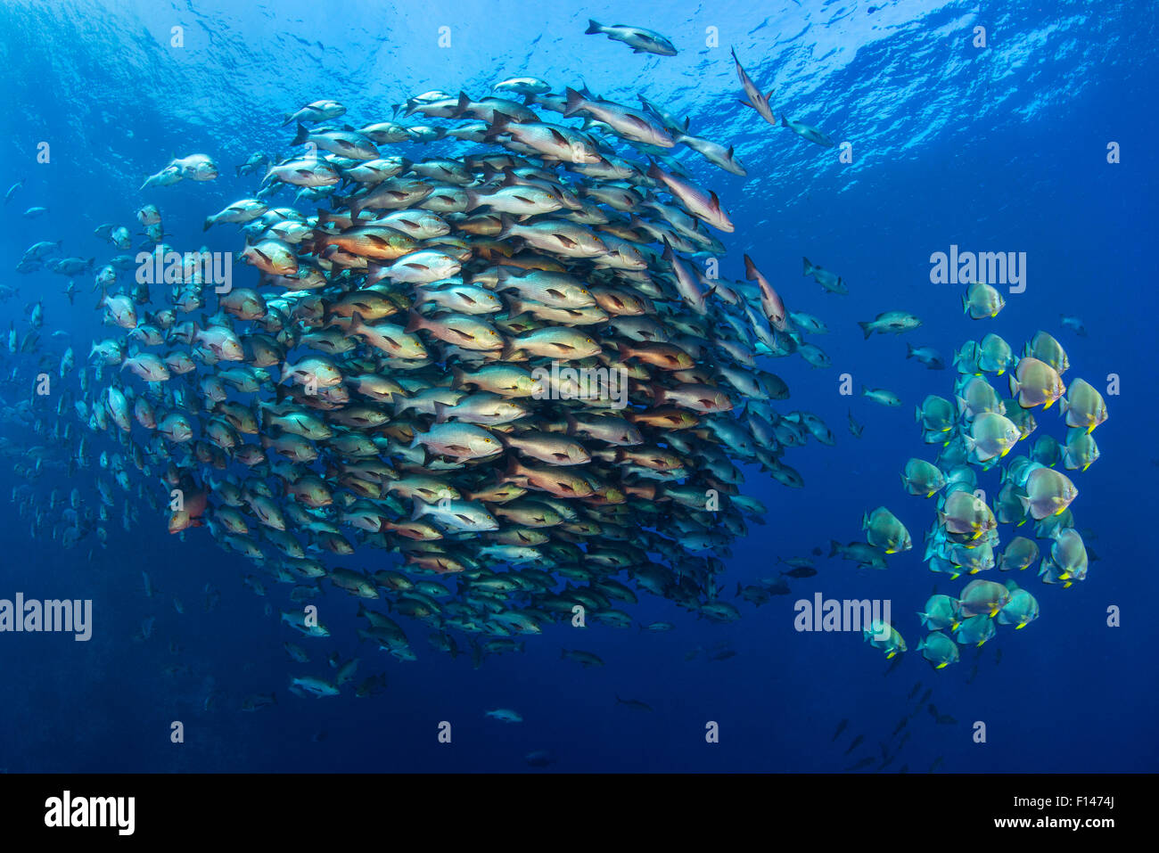 Large school of Bohar snappers (Lutjanus bohar) gather with smaller shoal of Batfish (Platax orbicularis) in open water off Ras Mohammed at the tip of Sinai, Egypt. These schools gather only in summer for mating. Red Sea. Stock Photo