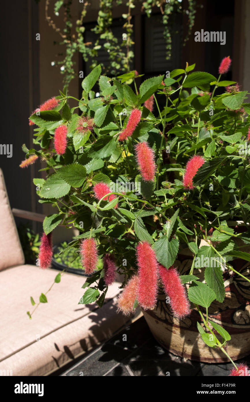 Chenille Plant, redhot cat's tail , Acalypha pendula growing in a