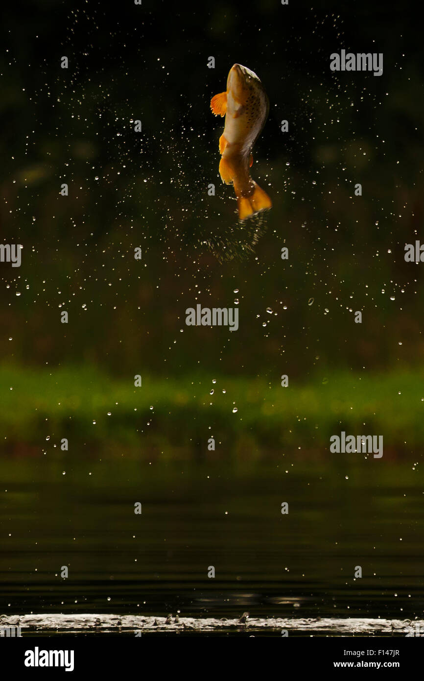 Jumping Insects High Resolution Stock Photography and Images Alamy