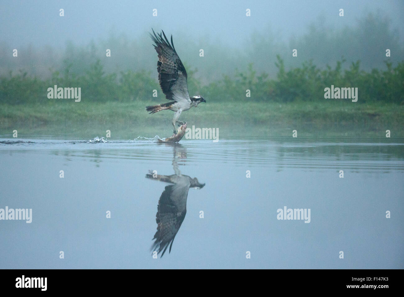 Osprey (Pandion Haliaetus) catching trout on a foggy morning, Scotland, UK, July. Stock Photo