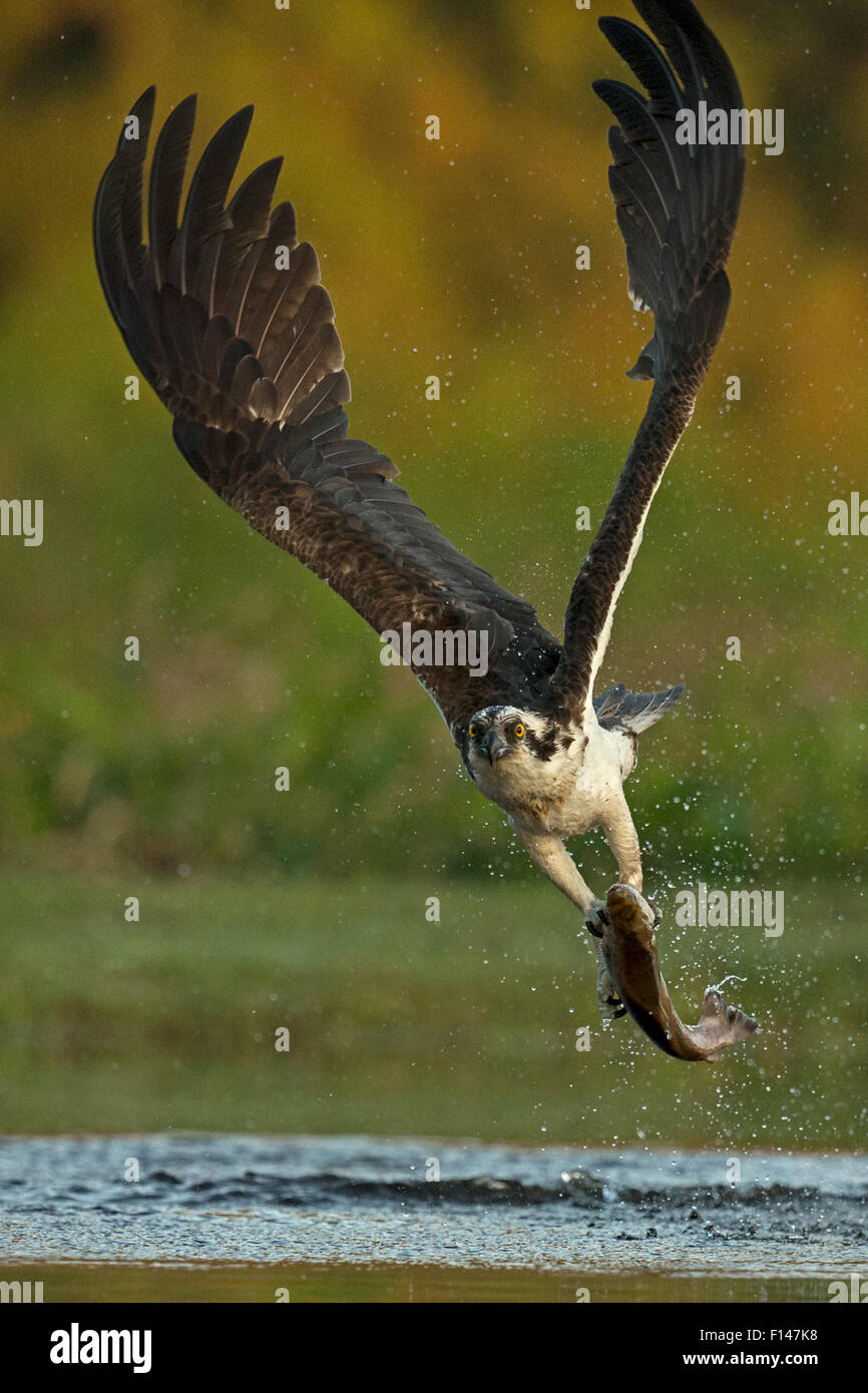 Osprey (Pandion Haliaetus) catching trout, Scotland, UK, July. Stock Photo