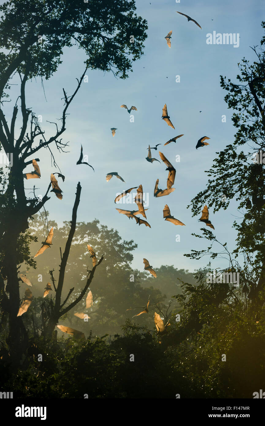 Straw-coloured fruit bats (Eidolon helvum) in flight at daytime roost after being disturbed by a large raptor. Kasanka National Park, Zambia. Stock Photo