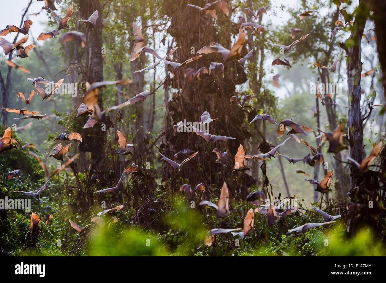 Straw-coloured fruit bats (Eidolon helvum) returning to daytime roost at sunrise. Kasanka National Park, Zambia. Stock Photo