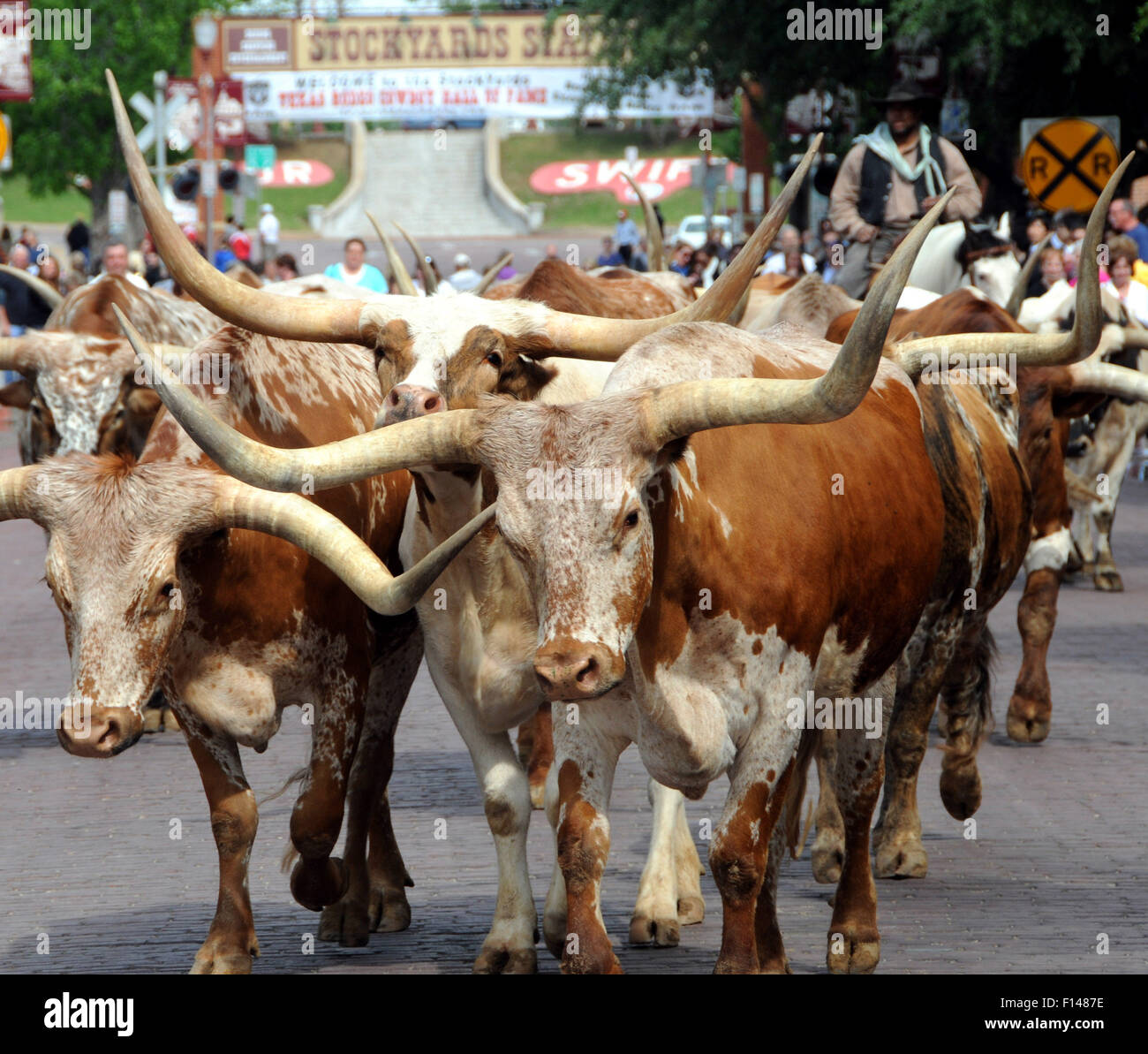 Longhorn cattle at Fort Worth stockyards, Texas, USA Stock Photo Alamy