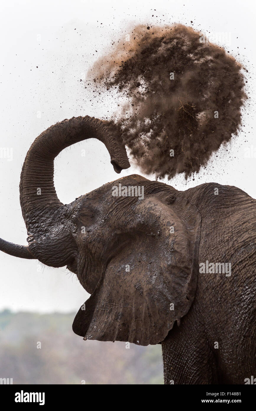 Elephant throwing dirt hires stock photography and images Alamy