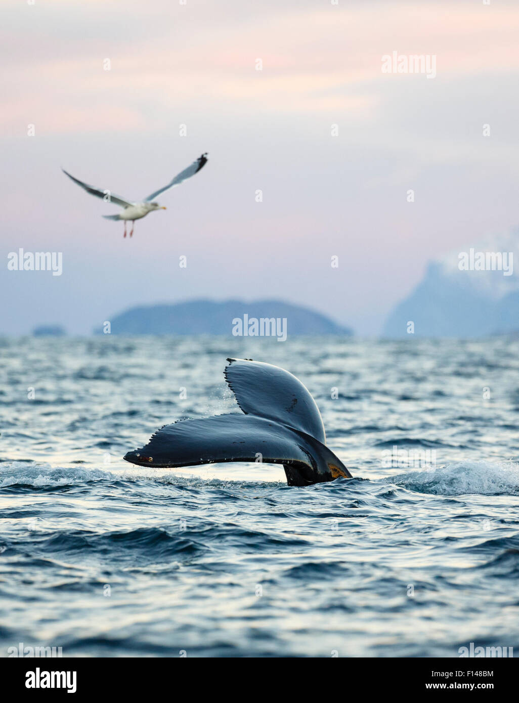 Humpback Whale Showing The Hump High Resolution Stock Photography and ...