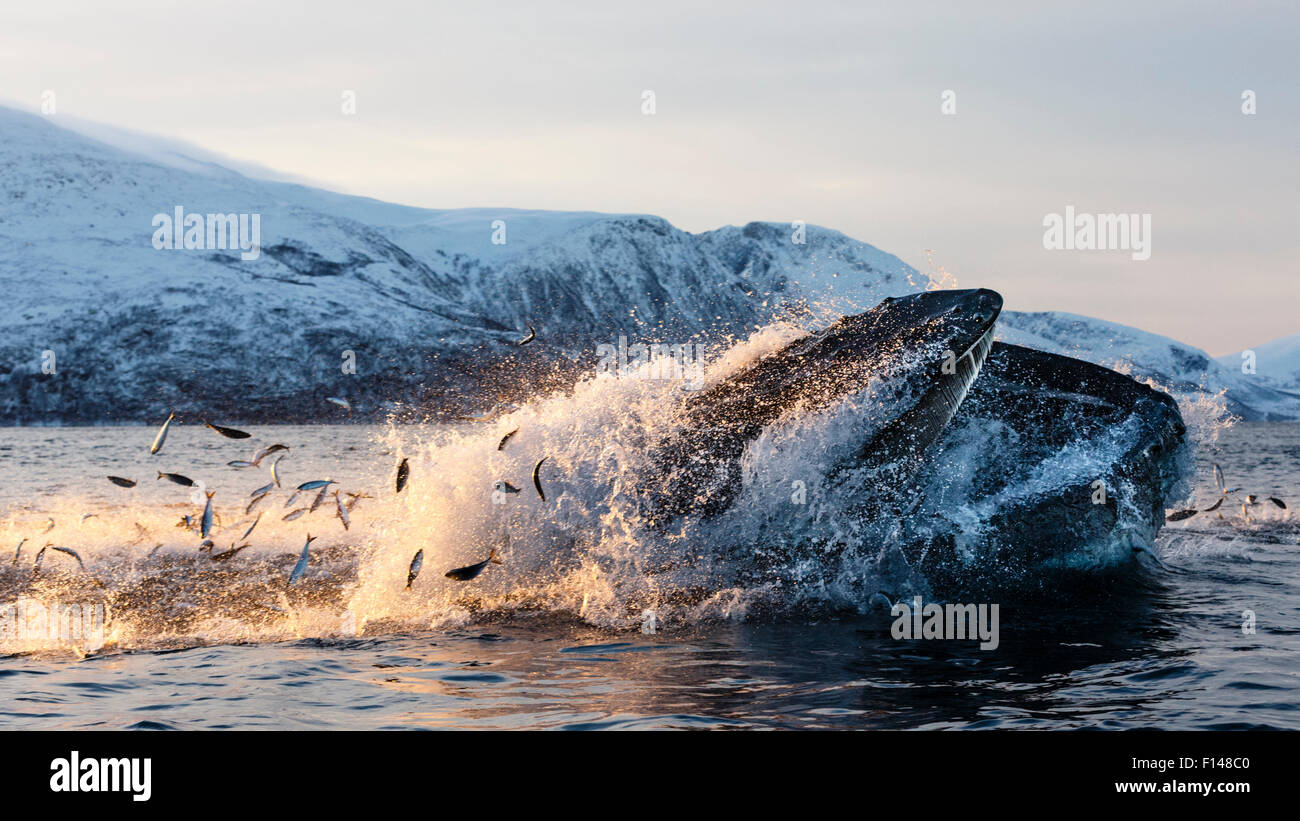 Humpback whales (Megaptera novaeangliae) feeding on Herring (Clupea harengus) Kvaloya, Troms, Northern Norway. November. Sequence 3 of 6. Stock Photo