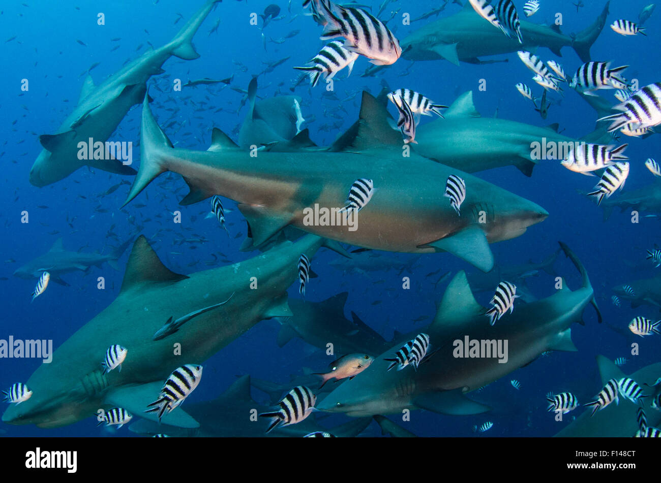 Bull sharks (Carcharhinus leucas) in Beqa (Benga) Lagoon, a reserve where sharks are fed as part of a commercial diving operation. Viti Levu, Fiji, South Pacific. Stock Photo