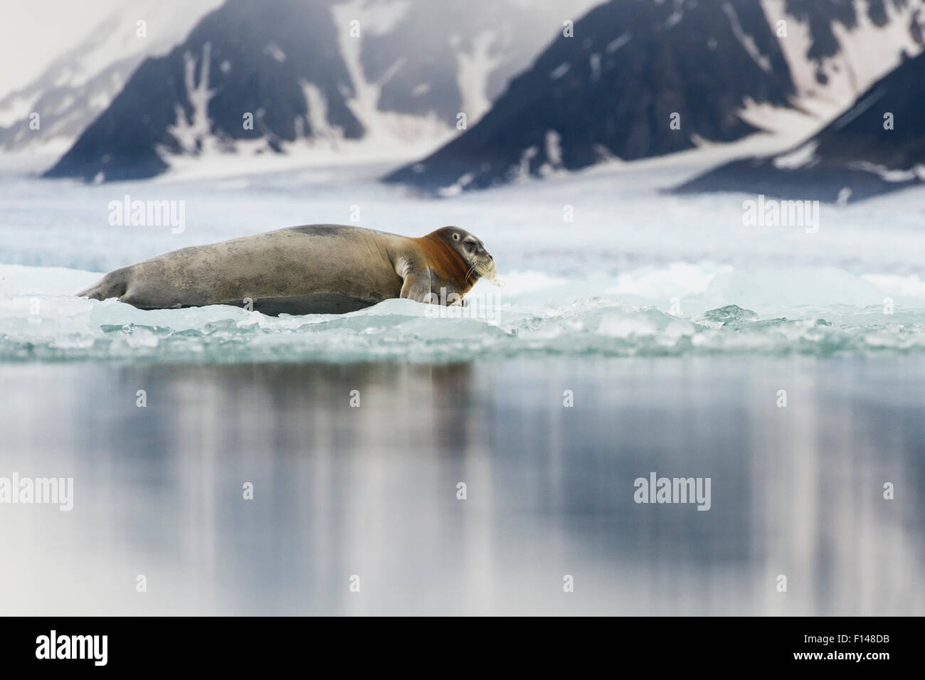 Bearded seal (Erignathus barbatus) resting on fjord ice, Liefdefjorden, Spitsbergen, Svalbard, Norway, July. Stock Photo