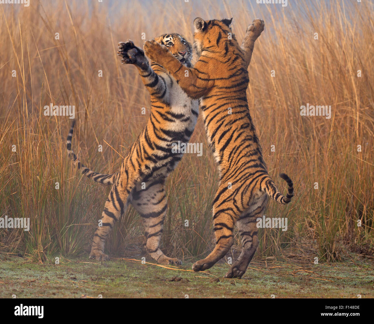 Premium Photo  Tiger standing on its hind legs reaching up to