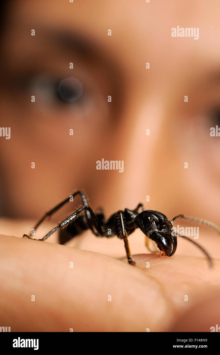 Biologist with Isula / Bullet ant (Paraponera clavata) on hand, Peru. Model released. Stock Photo