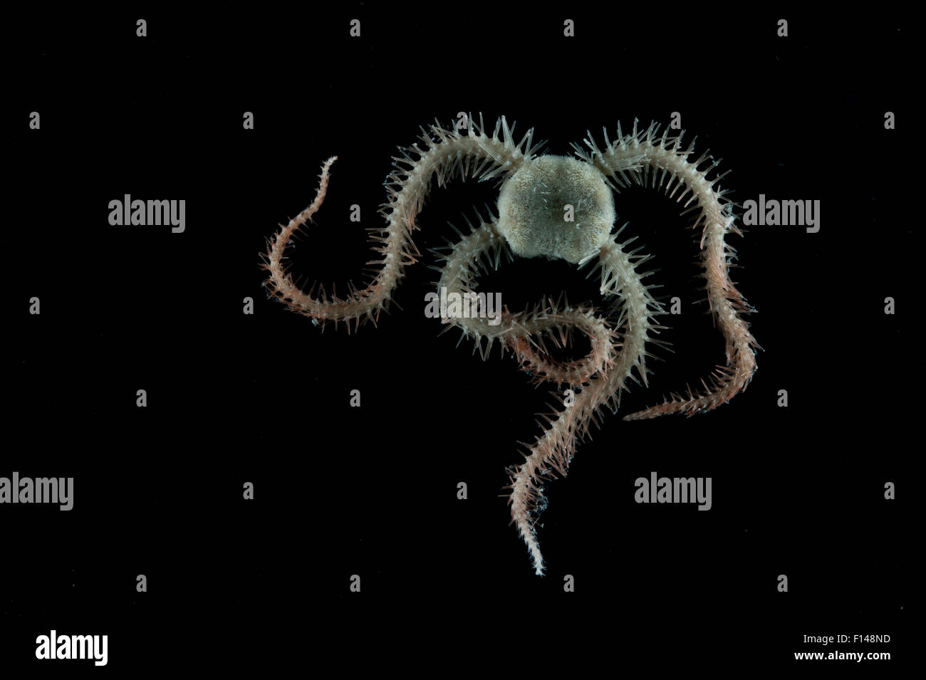 Brittle star (Ophiuroid). Collected from coral sea mount near Dragon vent field on SW Indian Ridge, Indian Ocean. Stock Photo