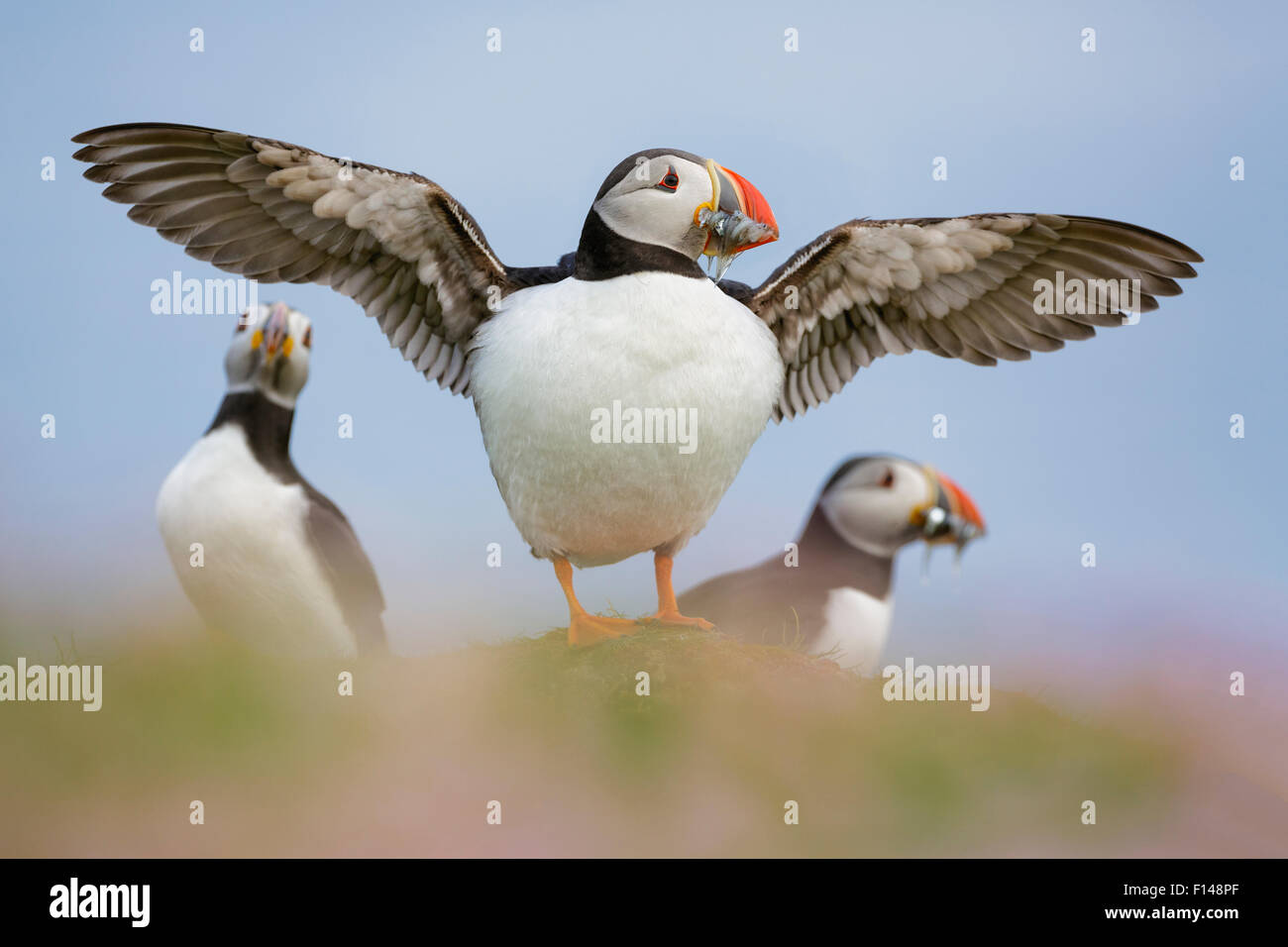 Puffin (Fratercula arctica) standing on Sea thrift (Armeria maritima) with wings out stretched with a beak full of sand eels. Close-up portrait. Fair Island, Shetland Islands, Scotland, July. Stock Photo