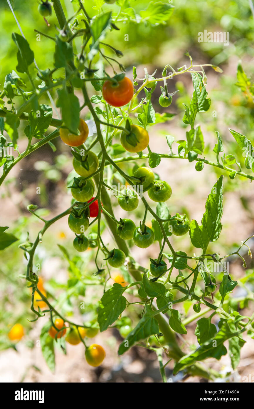 A cherry tomato plant with various stages of ripening tomatoes ranging from green to yellow to orange to orange-red. Stock Photo