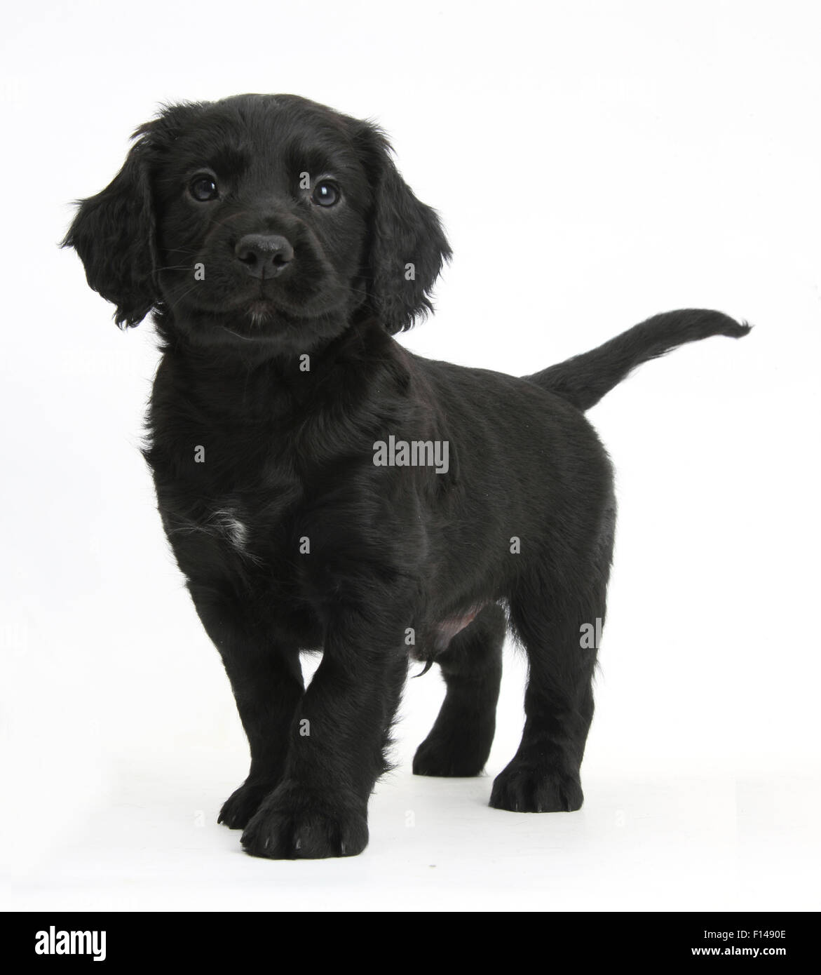 dark brown cocker spaniel puppies